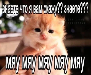 Sticker from котытытытыт