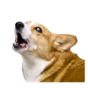 😩 emoji best pack ever Telegram sticker 20 of 70