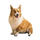 😉 emoji best pack ever Telegram sticker 13 of 70
