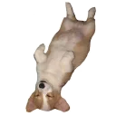 🍞 emoji best pack ever Telegram sticker 15 of 70