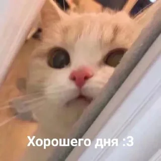 🌟 emoji Ты милашка Telegram sticker 19 of 40
