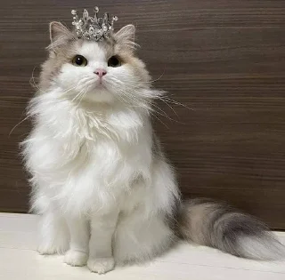 👸 emoji catss Telegram sticker 11 of 75