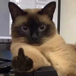 🖕 emoji catss Telegram sticker 21 of 75