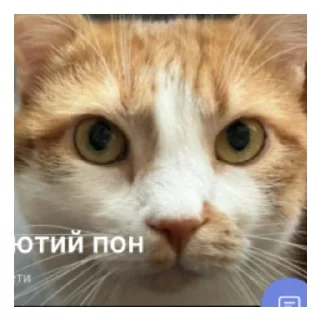 Sticker from Британский пофигист