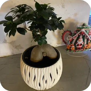 🌱 emoji Пак бекса Telegram sticker 22 of 23
