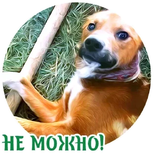 Sticker from Dogs @stickersb2b