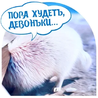 Sticker from Dogs @stickersb2b