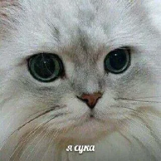 😋 emoji Картин очьки парт три Telegram sticker 21 of 120