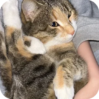 Sticker from коты чата гейпитера