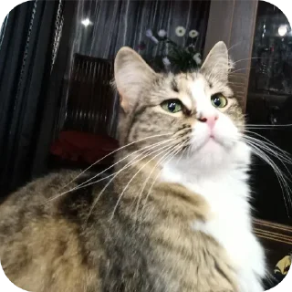 Sticker from коты чата гейпитера