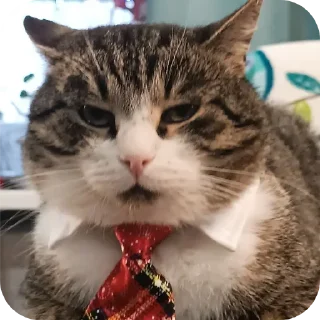 Sticker from коты чата гейпитера