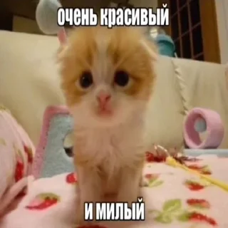 🫵 emoji Слишком много котят, но самый Telegram sticker 6 of 51