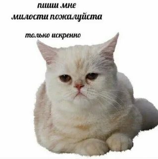 😁 emoji Слишком много котят, но самый Telegram sticker 8 of 51