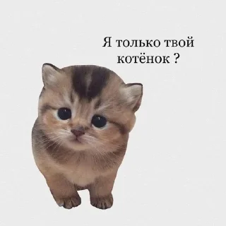 Sticker from Слишком много котят, но самый