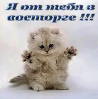 🤗 emoji Слишком много котят, но самый Telegram sticker 12 of 51
