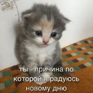 🥹 emoji Слишком много котят, но самый Telegram sticker 19 of 51