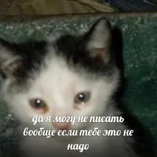 🫤 emoji Слишком много котят, но самый Telegram sticker 20 of 51