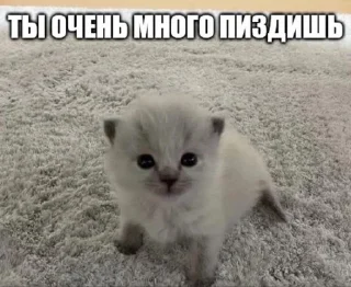 😡 emoji Слишком много котят, но самый Telegram sticker 13 of 51