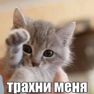 🤭 emoji Слишком много котят, но самый Telegram sticker 17 of 51