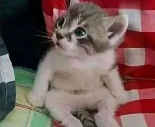 🫵 emoji Слишком много котят, но самый Telegram sticker 18 of 51