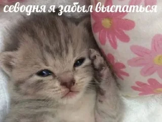 🫢 emoji Слишком много котят, но самый Telegram sticker 24 of 51