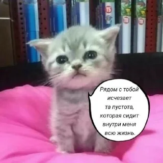 💋 emoji Слишком много котят, но самый Telegram sticker 15 of 51