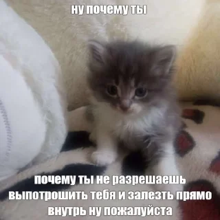 🤭 emoji Слишком много котят, но самый Telegram sticker 9 of 51
