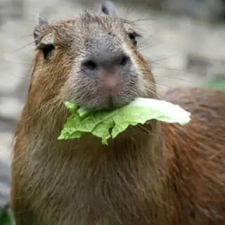 🥬 emoji Больше стиков тут: @stikery4 Telegram sticker 8 of 44
