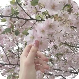 🌸 emoji ʚ⊹shoujo girl⊹ɞ Telegram sticker 14 of 15