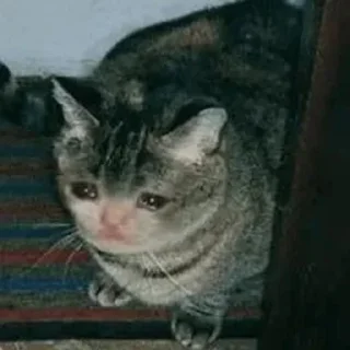 Грустные коты by @SL1Z sticker 4