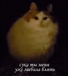 Sticker from на все случаи жизни