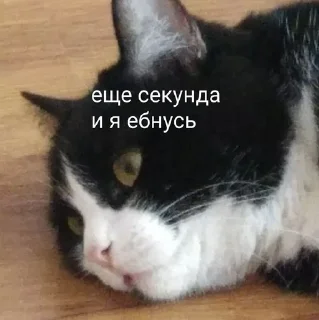 Sticker from на все случаи жизни