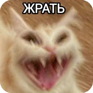🐈 emoji meow by @Maslenka1911 Telegram sticker 13 of 58