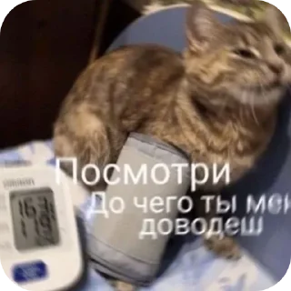🐈 emoji meow by @Maslenka1911 Telegram sticker 5 of 58