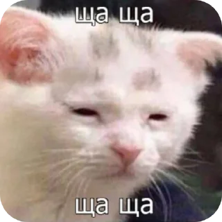 🐱 emoji meow by @Maslenka1911 Telegram sticker 22 of 58