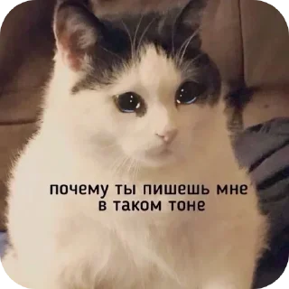 🐈 emoji meow by @Maslenka1911 Telegram sticker 19 of 58