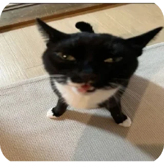 🐈 emoji meow by @Maslenka1911 Telegram sticker 17 of 58