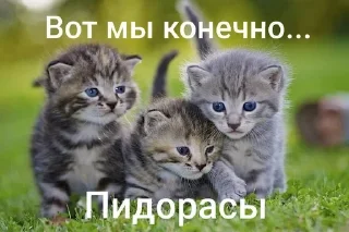 Sticker from добрые котики