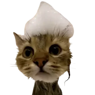 Sticker from Funny cats by @maved_stleslmra