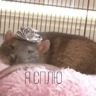 😴 emoji Я Я @all_ahhh Telegram sticker 23 of 103
