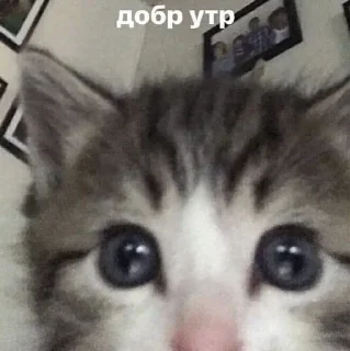 😽 emoji От Викусик❤️ Telegram sticker 5 of 64