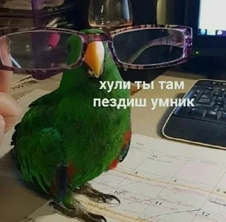 🐦 emoji От Викусик❤️ Telegram sticker 9 of 64