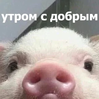 Sticker from Маруська что-то мутит