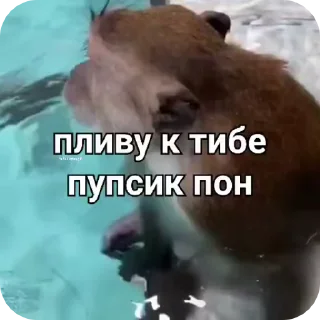 бибзьян пон by @shadxwslayer sticker 4