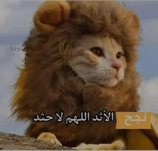 🤍 emoji just قطط Telegram sticker 15 of 50