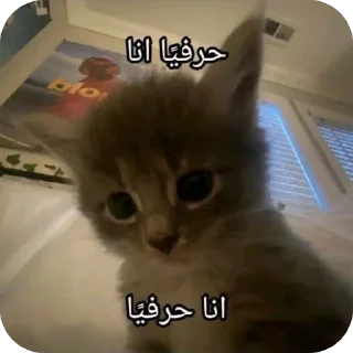 🤍 emoji just قطط Telegram sticker 24 of 50