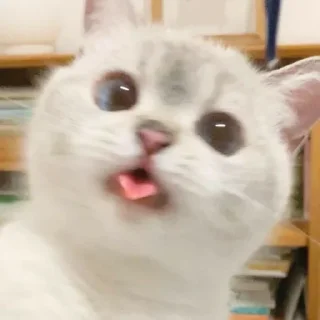 😋 emoji Котеки • @stickB00K Telegram sticker 23 of 25
