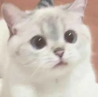 🐱 emoji Котеки • @stickB00K Telegram sticker 6 of 25