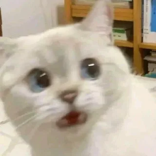 🐱 emoji Котеки • @stickB00K Telegram sticker 8 of 25