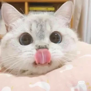 🐱 emoji Котеки • @stickB00K Telegram sticker 16 of 25